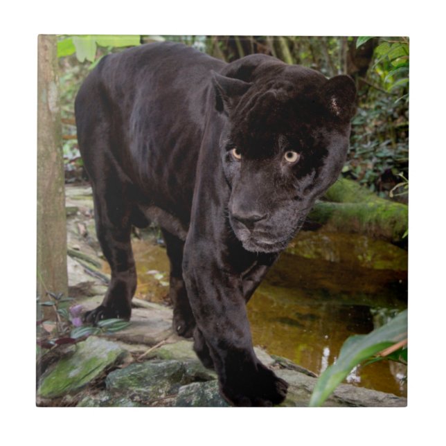 Belise City Zoo. Black panther Tile (Front)
