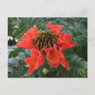 Belise Flower Postcard