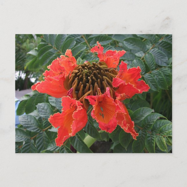 Belise Flower Postcard (Front)