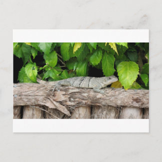 Belise Lizard PostCard