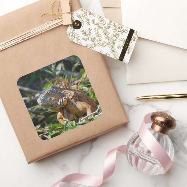 Belise Orange Iguana Lizard Photography Square Sticker (Gifting)