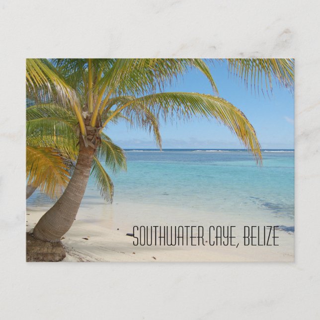 Belise Palm Trees and Caribbean Sea Landscape Postcard (Front)