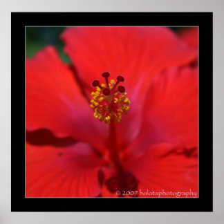 Belise - Red Flower Poster