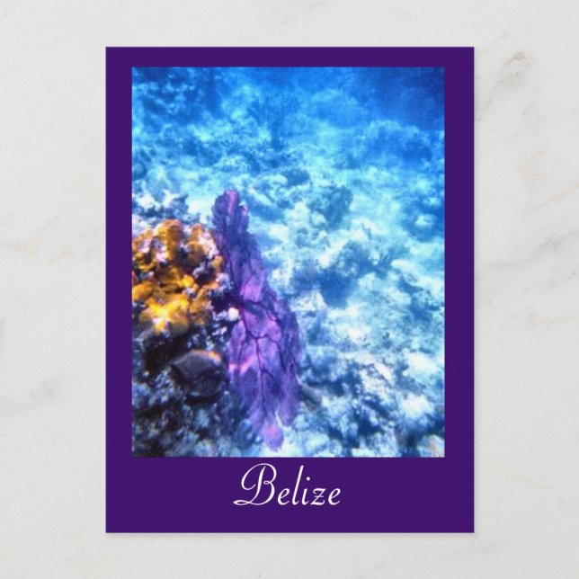 Belise Sea Fan Custom Postcard (Front)