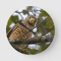 Belizean Beauty: Roadside Hawk Photograph