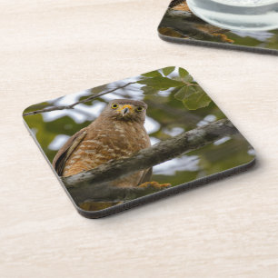 Belizean Roadside Watch: Hawk Print Coaster