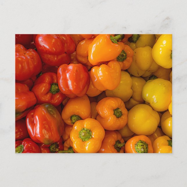 Bell Peppers Photo Postcard (Front)