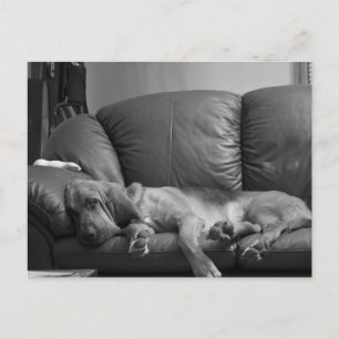 Bella Bloodhound Post Card