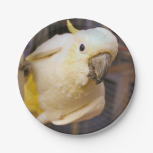 Bella boy paper plate