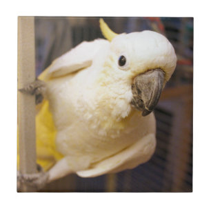 Bella Boy Tile