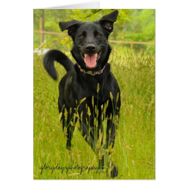 Bella, Happy to See You! (Front)