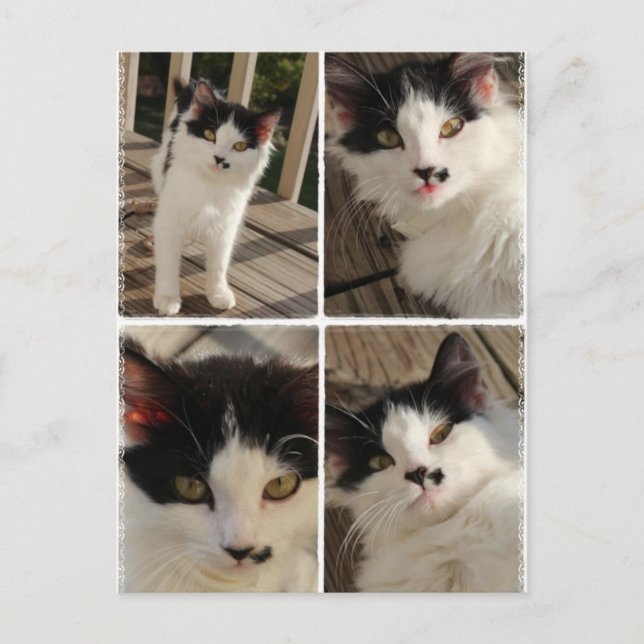 Bella kitten postcard (Front)
