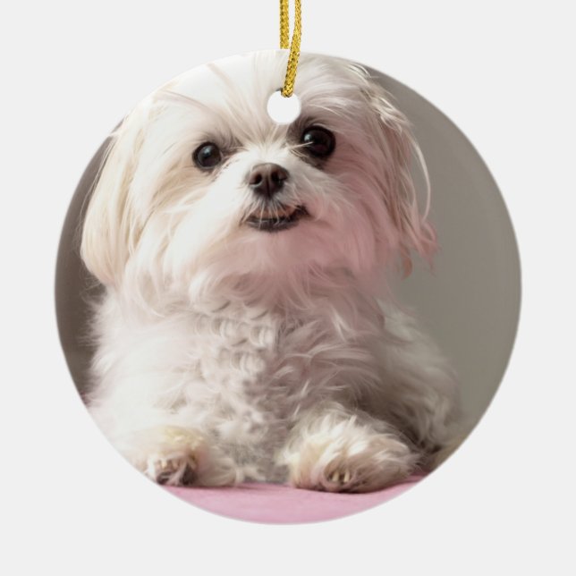 Bella Let's Go See Maltese Ornament (Front)