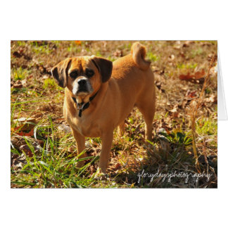 Bella, the puggle