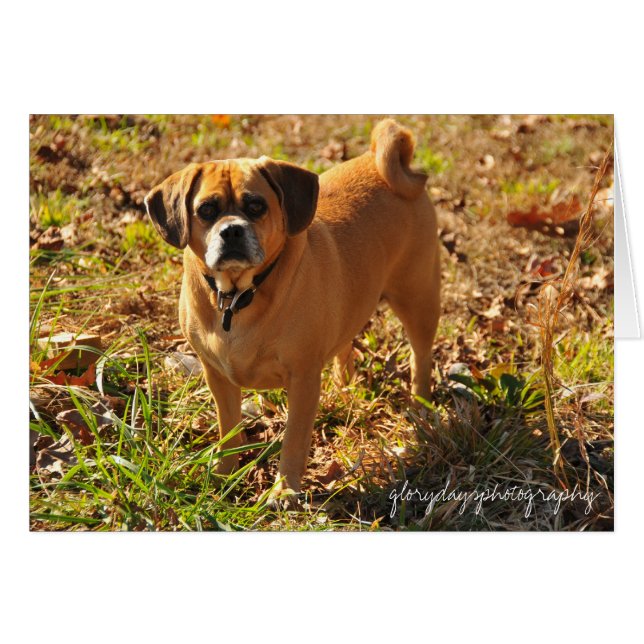 Bella, the puggle (Front Horizontal)