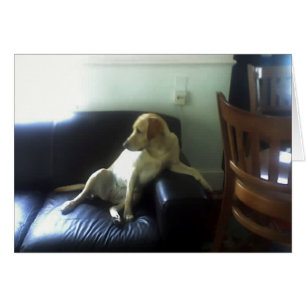 Bella, yellow Labrador dog