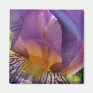 belle deviation magnet