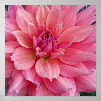 Belle of Barmera Dahlia Flower Poster