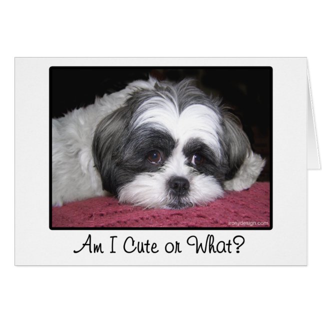 Belle The Shih Tzu Dog (Front Horizontal)