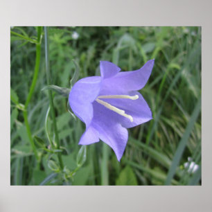 Bellflower Poster