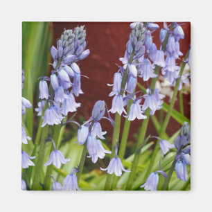 Bellflowers in Front of a Red Wall Magnet