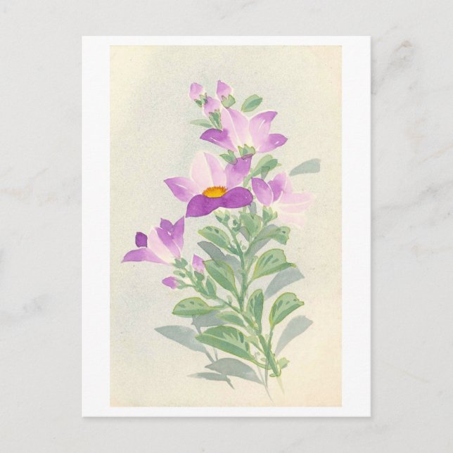 Bellflowers (Japan) Postcard (Front)