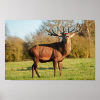 Bellowing Red Deer Stag