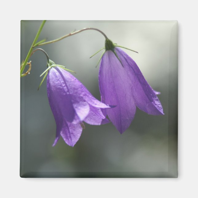 bells of secrets magnet (Front)