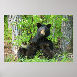 Belly Up Momma Bear and Twin Cubs Poster
