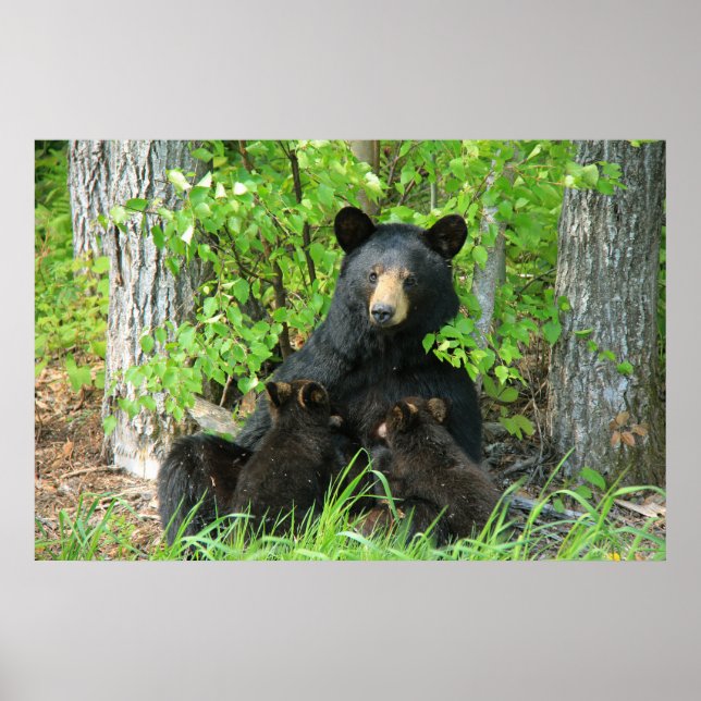 Belly Up Momma Bear and Twin Cubs  Poster (Front)