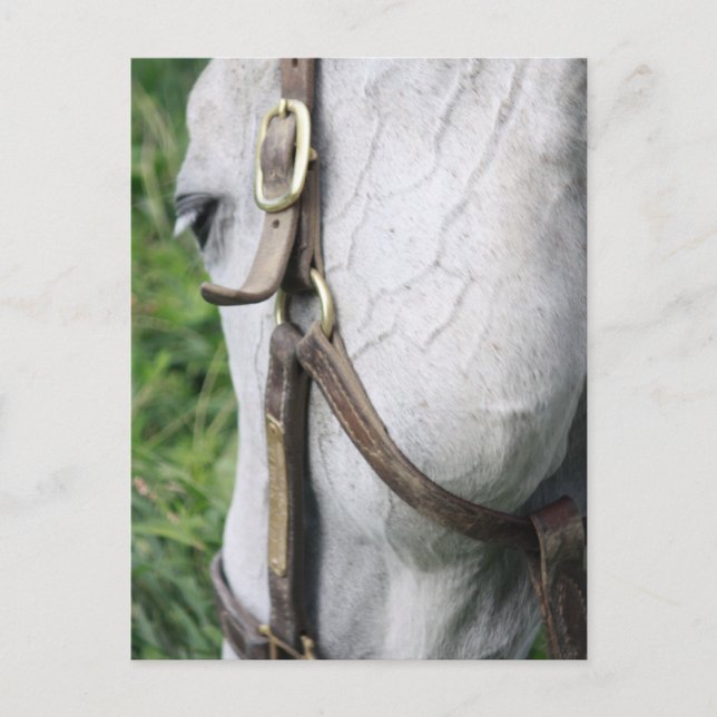 Bel's Starlet Post Card (Front)