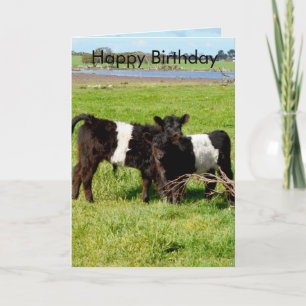 Belted Galloway Baby Calves, Birthday Card