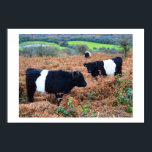 Belted Galloway cattle Poster<br><div class="desc">Belted Galloway cattle by Helen A. Lisher.</div>