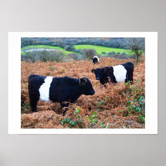 Belted Galloway cattle Poster (Front)