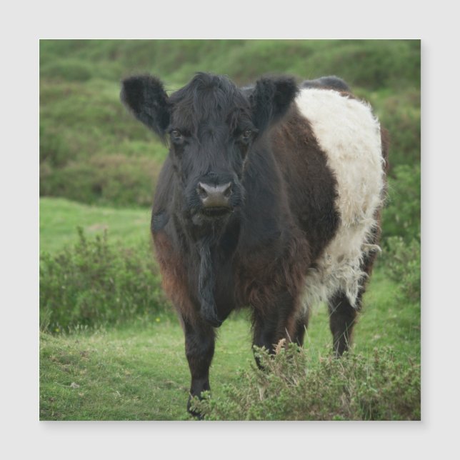 Belted Galloway Cow (Front)