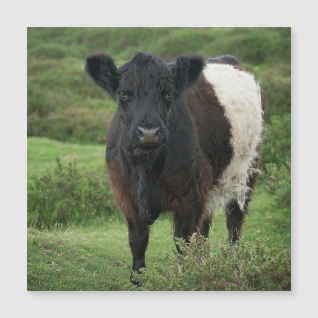 Belted Galloway Cow (Front)
