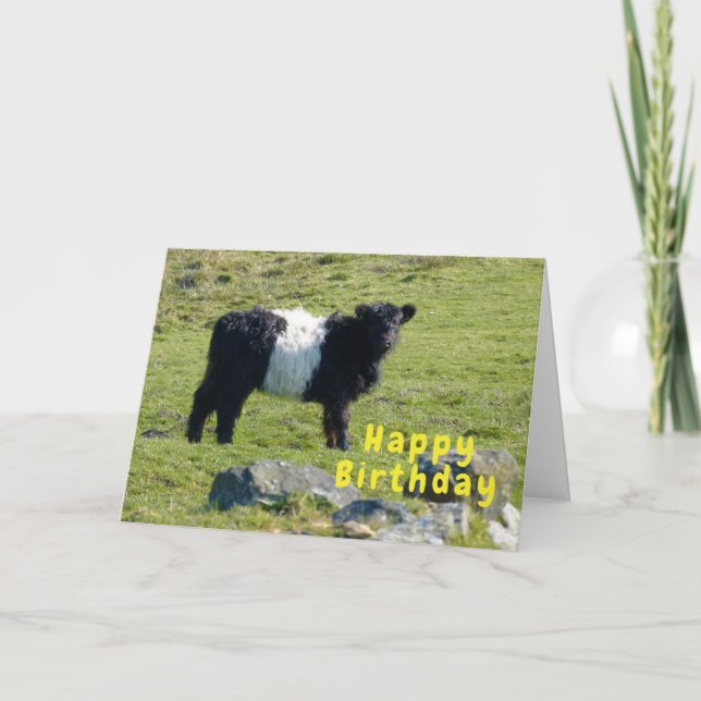 Belted Galloway cow Birthday card (Front)