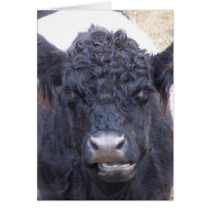 Belted Galloway Cow - Emma