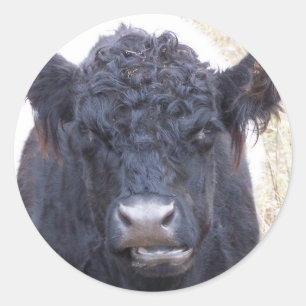 Belted Galloway Cow - Emma Classic Round Sticker