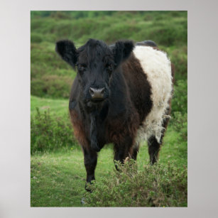 Belted Galloway Cow Jigsaw Puzzle Poster