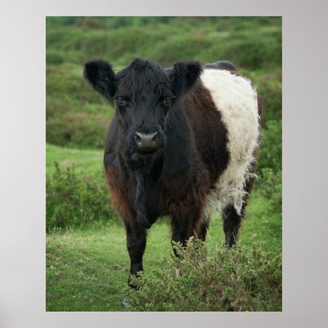 Belted Galloway Cow Jigsaw Puzzle Poster (Front)
