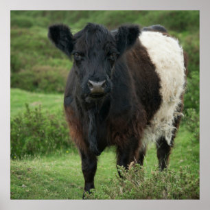 Belted Galloway Cow Poster