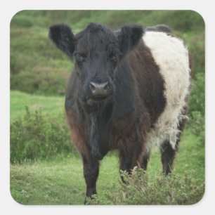 Belted Galloway Cow Square Sticker