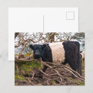 Belted Galloway Cow Standing by Fallen Tree  Postcard