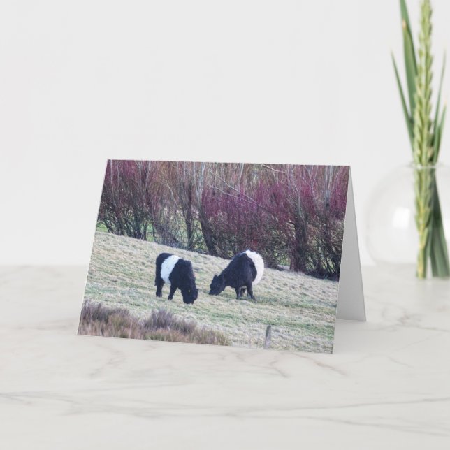 Belted Galloway cows Birthday card (Front)