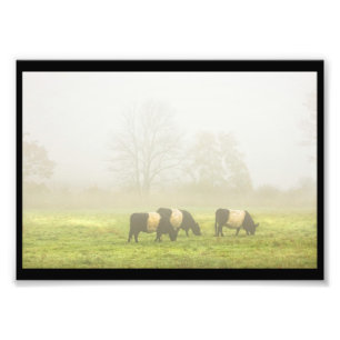 Belted Galloway Cows Grazing On foggy Farm Field Photo Print