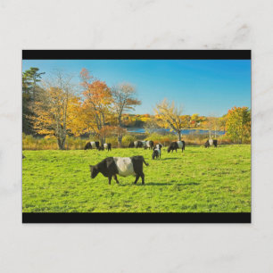 Belted Galloway Cows Grazing On Grass In Fall Postcard