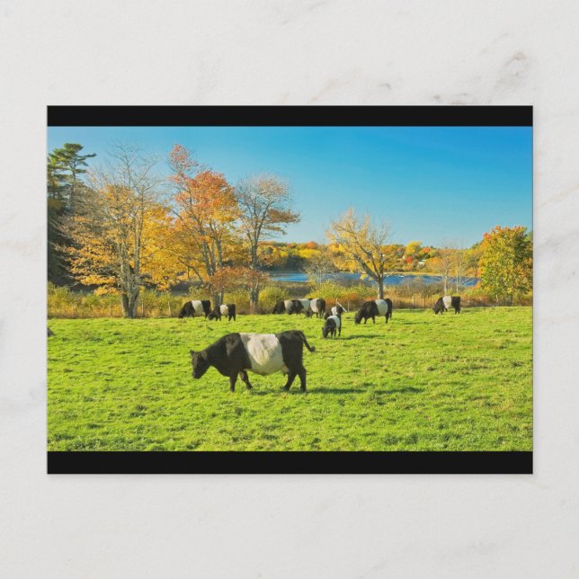 Belted Galloway Cows Grazing On Grass In Fall Postcard (Front)
