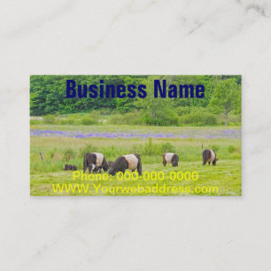 Belted Galloway Cows in Pasture Rockport Maine Business Card