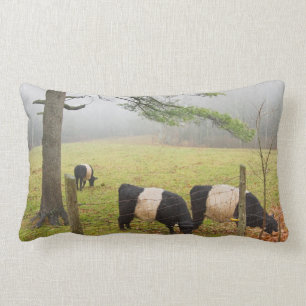 Belted Galloway Cows On Farm In Rockport Maine Lumbar Cushion